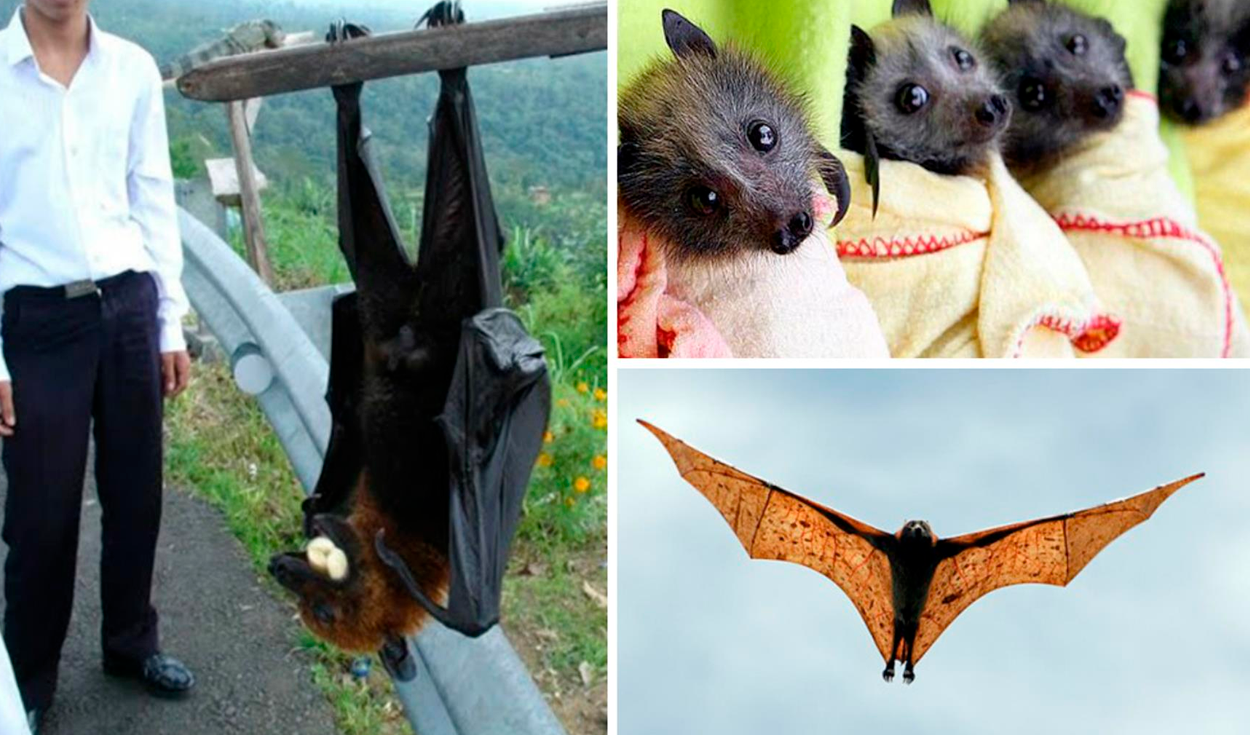 How Tall Is The Philippine Flying Fox Considered The World S Largest