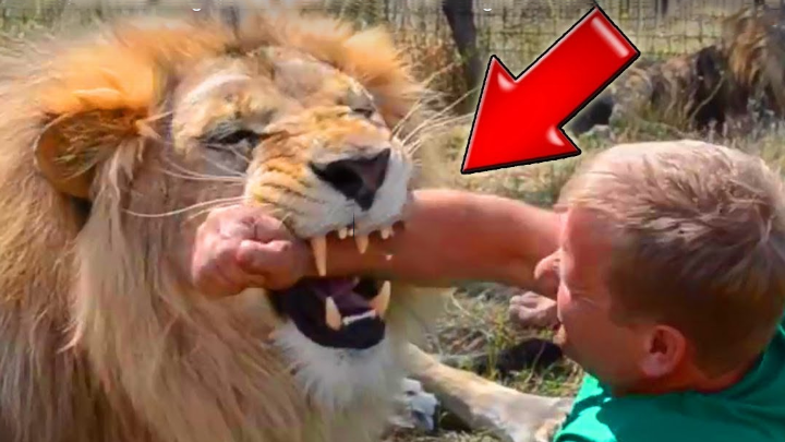YouTube viral: Domador de leones reta a feroz felino a morder su brazo, sin  imaginar lo que le pasaría | Viral | Video | Yotube | Rusia | Depredador |  México | Oleg Zubkov | Tendencias | La República