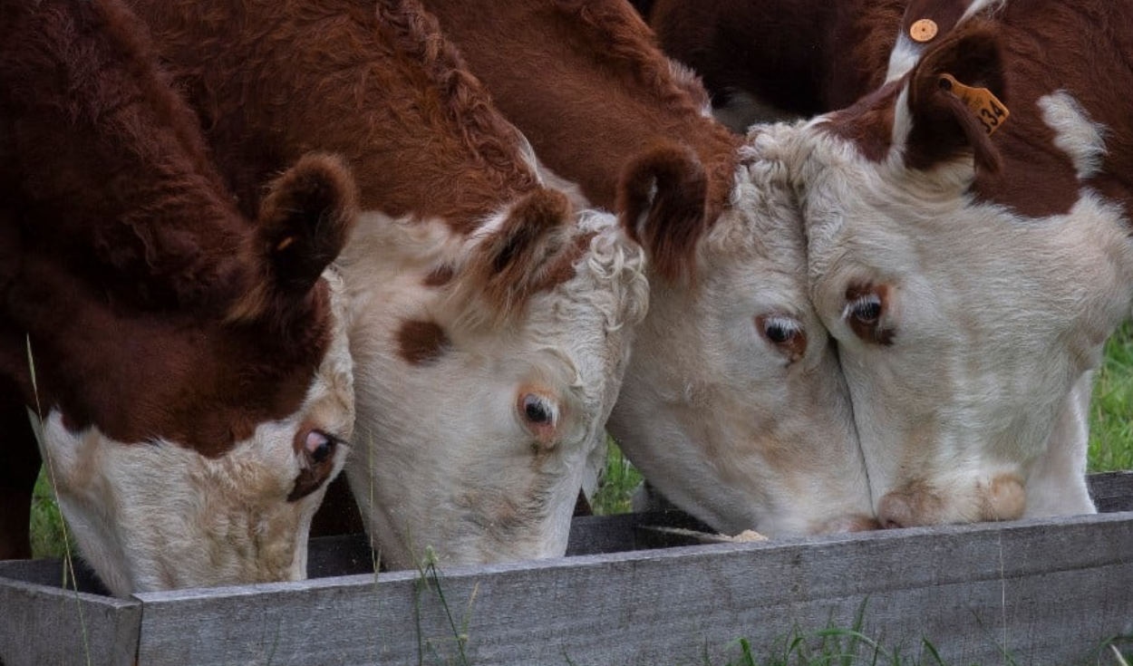 Soñar con Vacas ¿significa que tendré buena suerte y dinero? | Respuestas |  La República