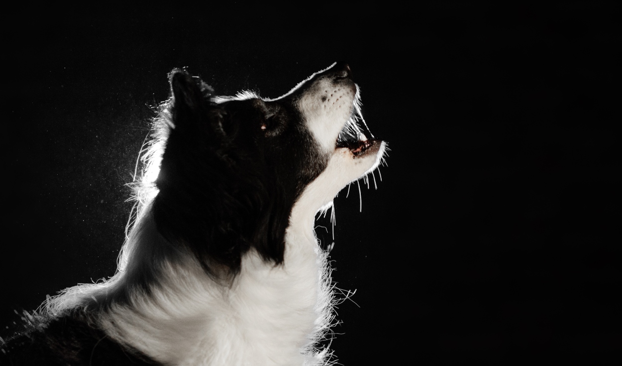 ¿Sabes por qué los perros a veces ladran a la 'nada'? Foto: Adobe Stock