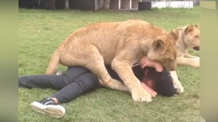 Facebook viral: Entra a peligroso santuario de leones, sin sospechar lo que  harían los furiosos animales | Viral | Video | Face | México | Black Jaguar  White Tiger | Estados Unidos | Tendencias | La República