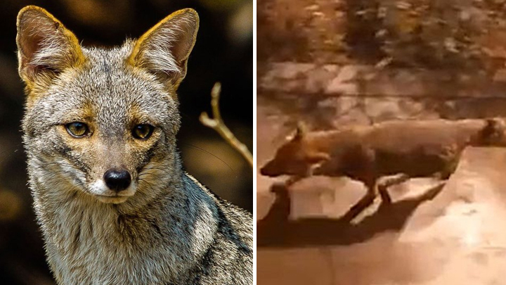 Coronavirus en Perú: Conozca a Wili, el zorro aventurero del Estadio de La Molina | video | mdga | Sociedad | La República Coronavirus en Perú: Conozca a Wili, el zorro aventurero del Estadio de La Molina | video | mdga | Sociedad | La República