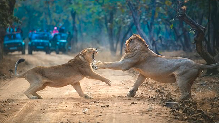 YouTube viral: Captan a feroz leona peleando contra un león antes de  aparearse en una reserva de Asia | video | animales | viral | redes  sociales | Tendencias | La República