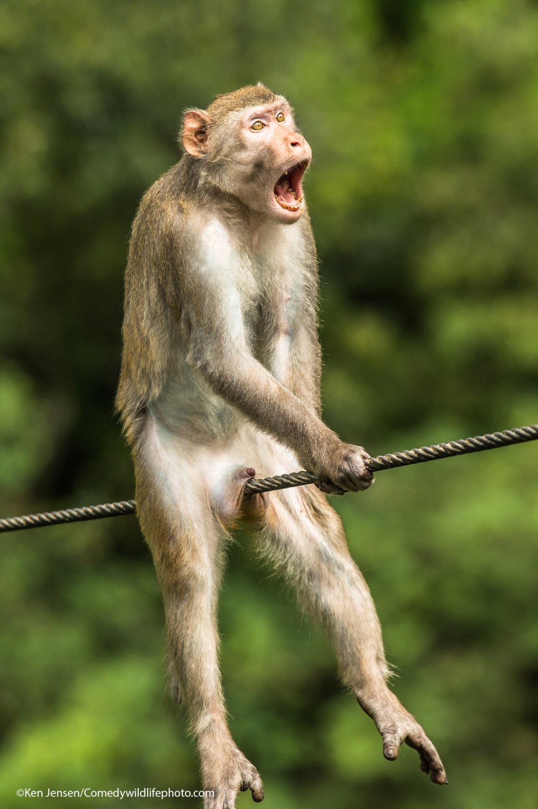 Las mejores imágenes del concurso de las fotos más cómicas de la vida  silvestre | Comedy Wildlife Photography Awards 2021 | Ciencia | La República