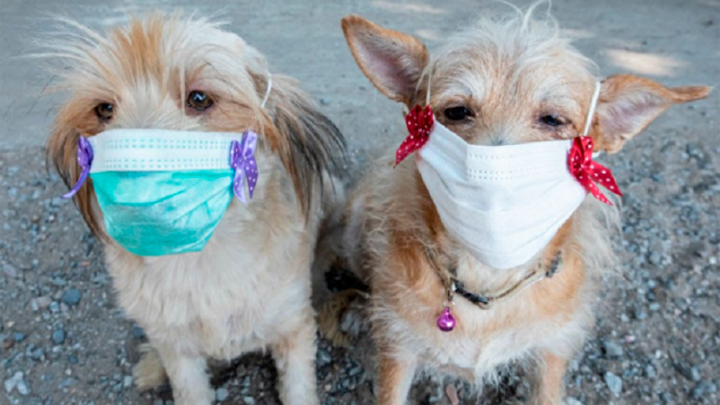 Animales – mascotas – perros – covid-19 – coronavirus
