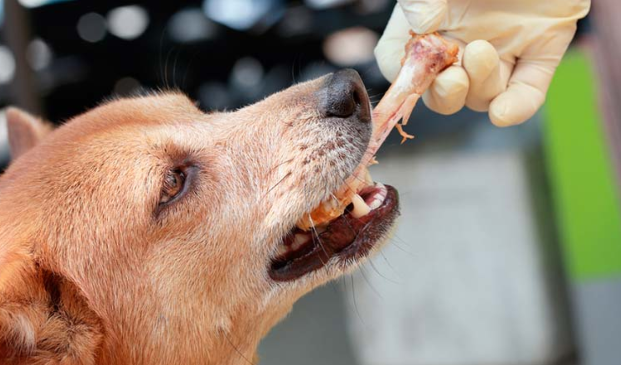 Dar de comer hueso a un perro podría llegar a generarle incluso la muerte