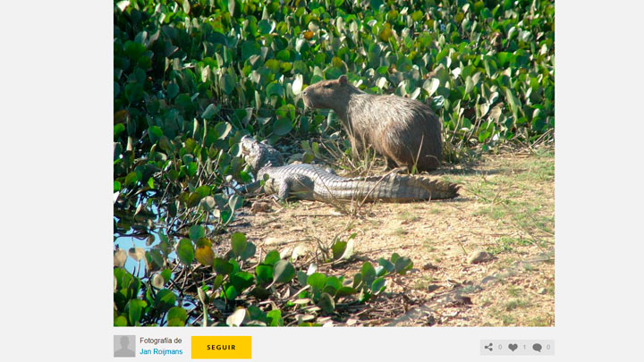 Foto de un ronsoco al costado de un caimán es dudosa