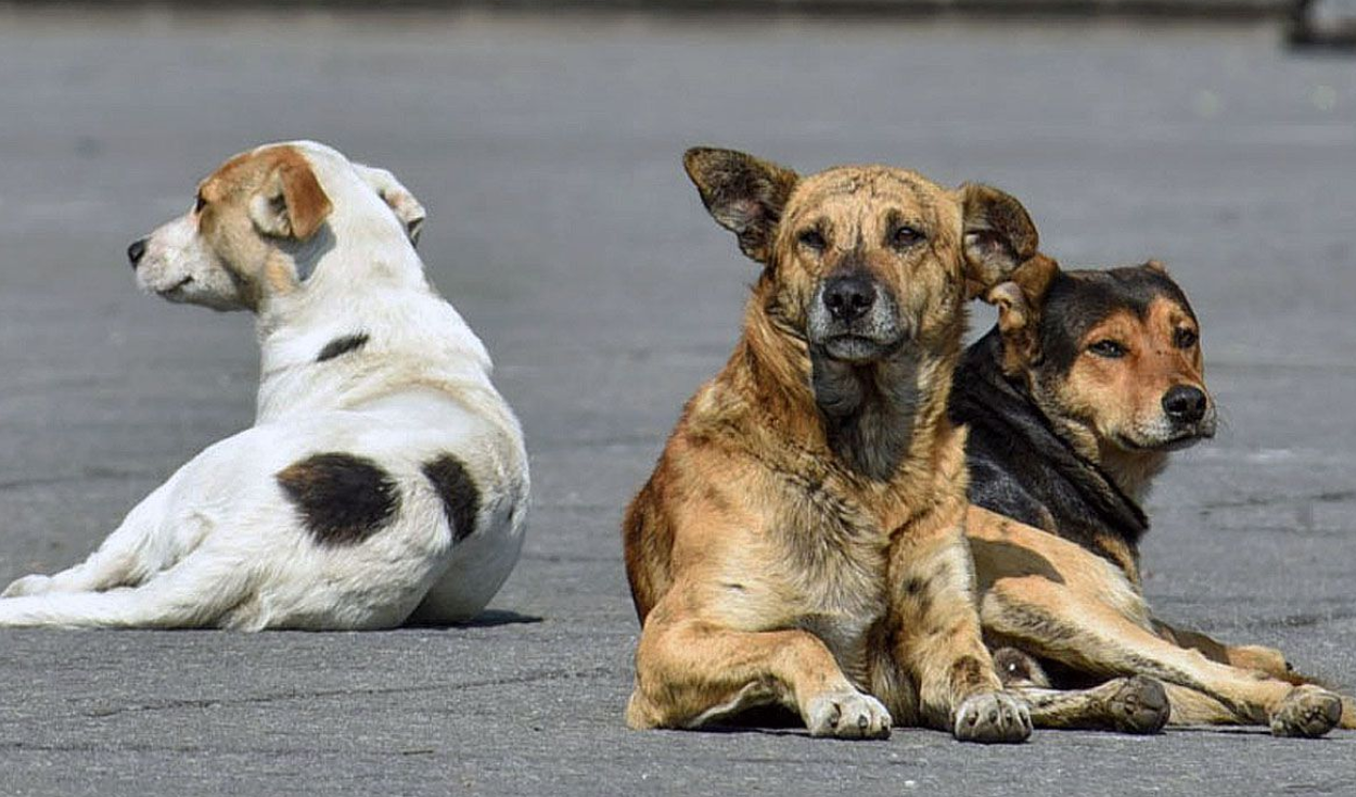 Cada 21 de julio se celebra el Día Mundial del Perro
