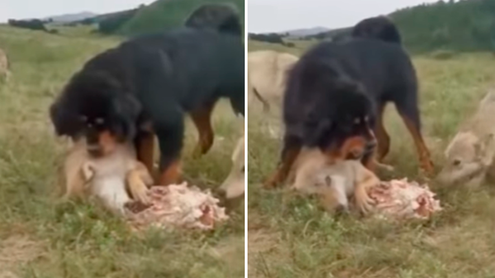 YouTube viral: Perro se enfrenta con lobos hambrientos para que no le roben  el alimento su viejo 'amigo' | Video | Viral | YT | Manada de lobos | Can |  Mastín