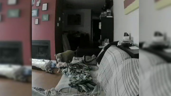 Hombre revisa la cámara de seguridad y queda en shock al ver lo que hace su  perro de madrugada, VIRALES