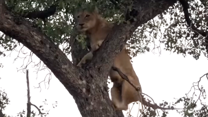 YouTube viral: feroces leones trepan árbol para robar comida de leopardo y  ocurre lo inesperado | video | viral | redes sociales | África | animales |  Tendencias | La República