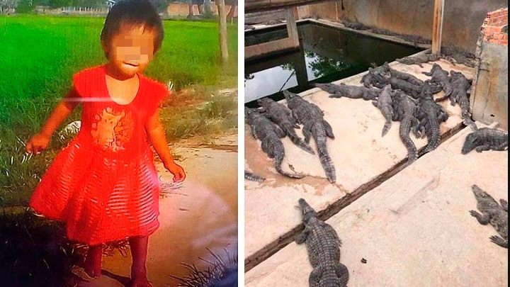 Camboya: Niña fue devorada por cocodrilos de la granja de su padre | video  | Mundo | La República