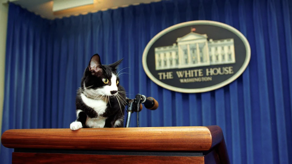 Socks Clinton, gato, Bill Clinton, día internacional del gato, día del gato