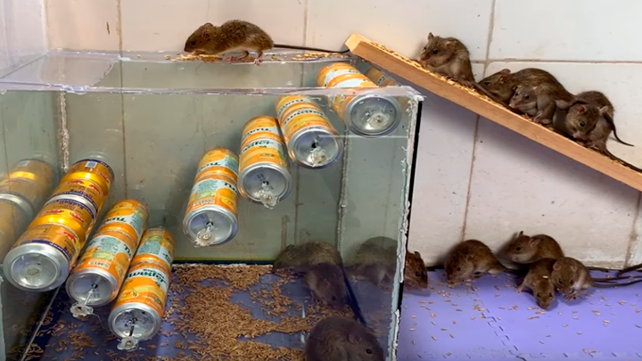 viral: joven atrapa a ratones con ingenioso truco casero usando  latas de gaseosas, YouTub, YT, Animales, Roedores, Asiáticos, Trucos, Redes Sociales, Video viral, Tendencias