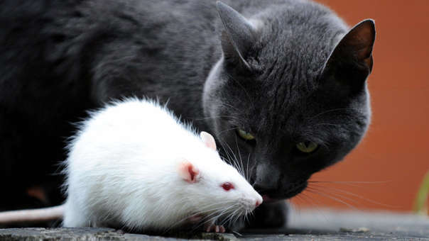 gatos y ratas