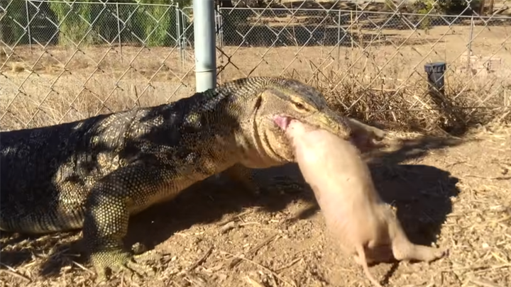 YouTube viral: dragon de Komodo encuentra a cerdo bebé y trágico final deja  aterrados a miles | Video | YT | Redes sociales | Reptil | Animales |  Tendencias | La República