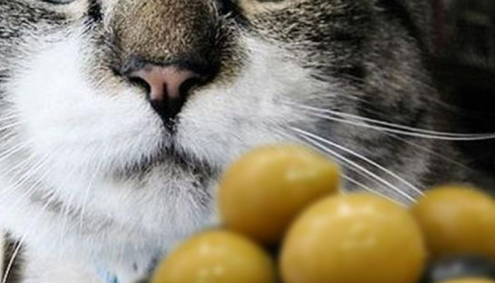 ¿Sabías que las aceitunas hacen feliz a los gatos y tiene el mismo efecto que el catnip?