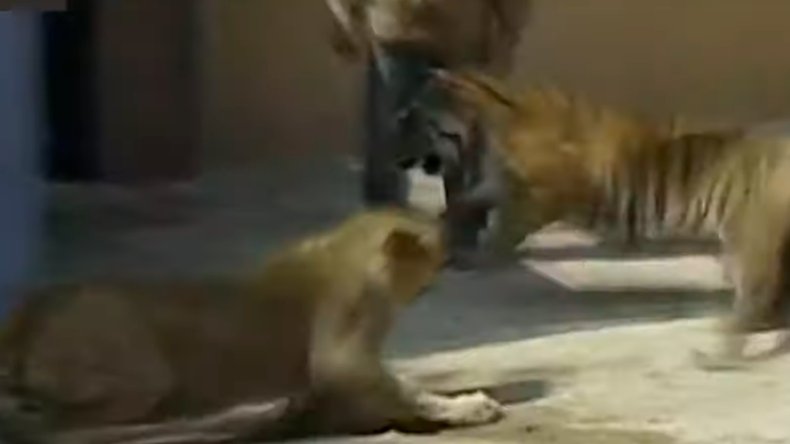 leon vs tigre