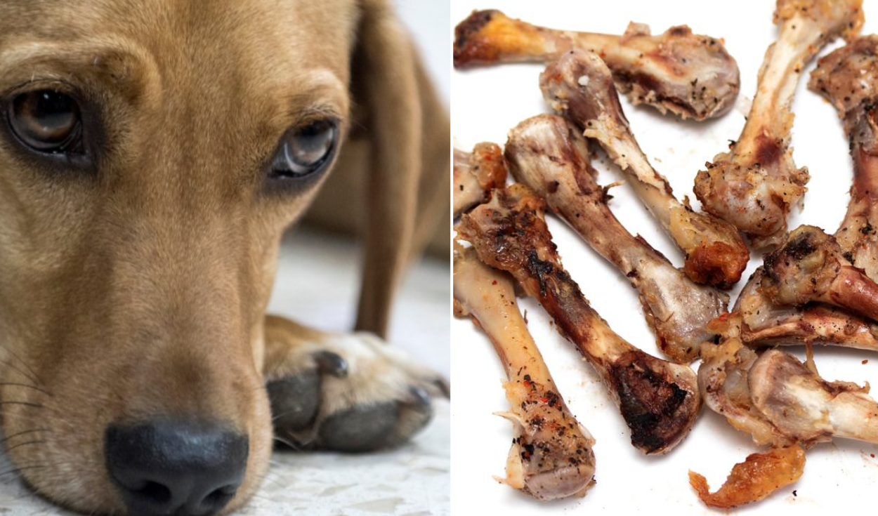 El hueso de pollo podría perforar el tracto gastrointestinal del perro