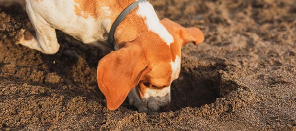 ¿Sabías que si un perro cava la tierra puede significar algo negativo? Descubre la razón de este comportamiento