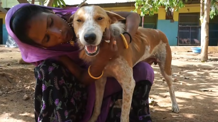 el rajapalayam tiene una enfermedad infecciosa