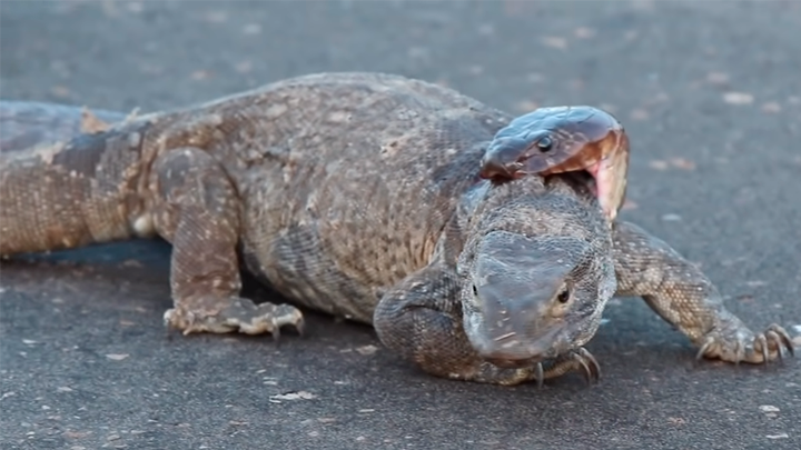 YouTube viral: graban a feroz cobra intentando matar a dragón de komodo de  la forma más terrorífica | Video | Viral | YT | Animales | México .  | Redes sociales | Tendencias | La República