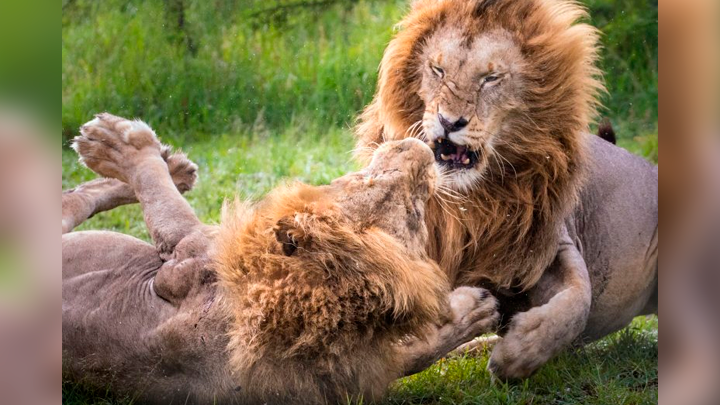 Facebook viral: leones pelean a muerte por una hembra y sucede lo  inesperado | video | viral | México | redes sociales | batalla | Tendencias  | La República