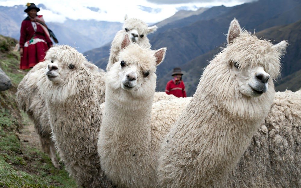 Perú apunta a que el 30% de sus envíos de fibra de alpaca al 2022