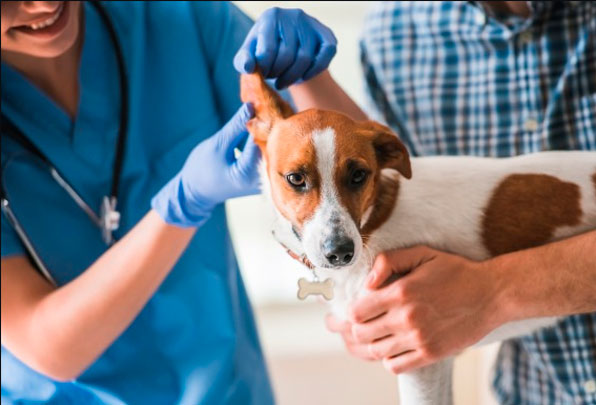 Las visitas al veterinario son fundamentales para la salud de las mascotas.