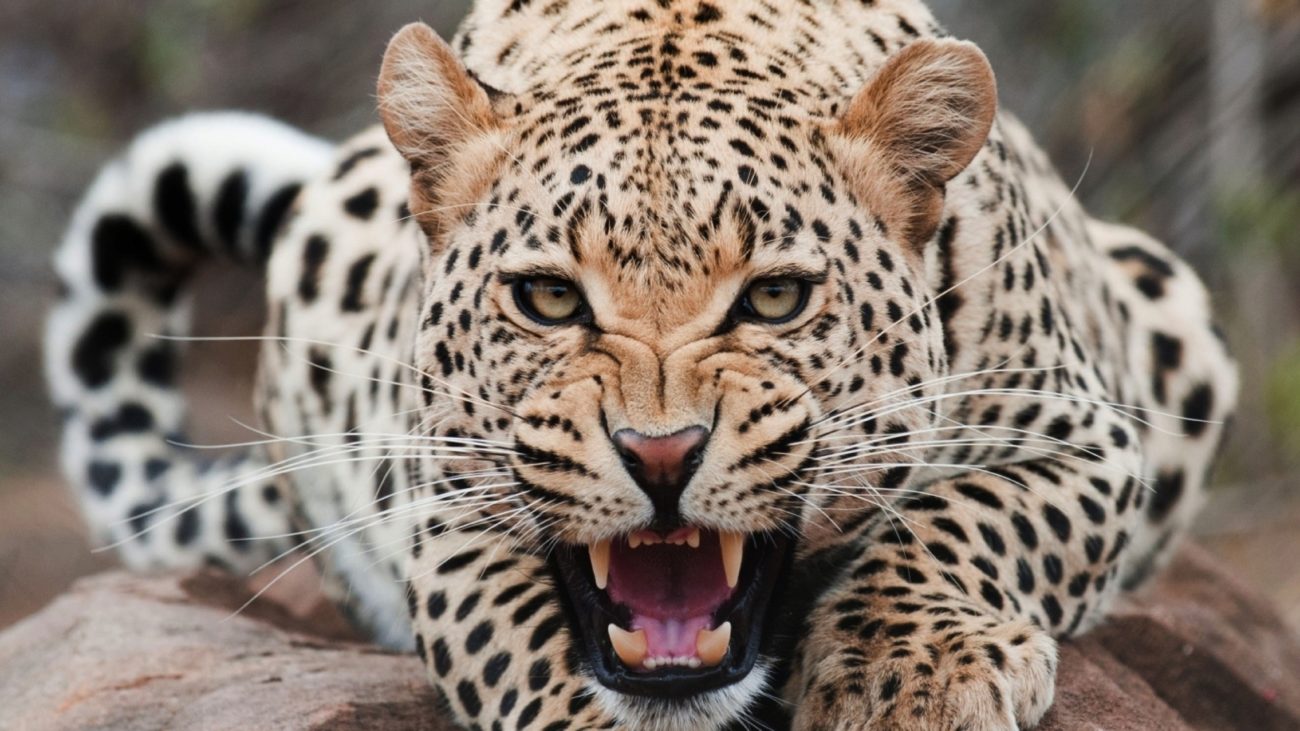Qué significa soñar con leopardos? EVAT | Respuestas | La República