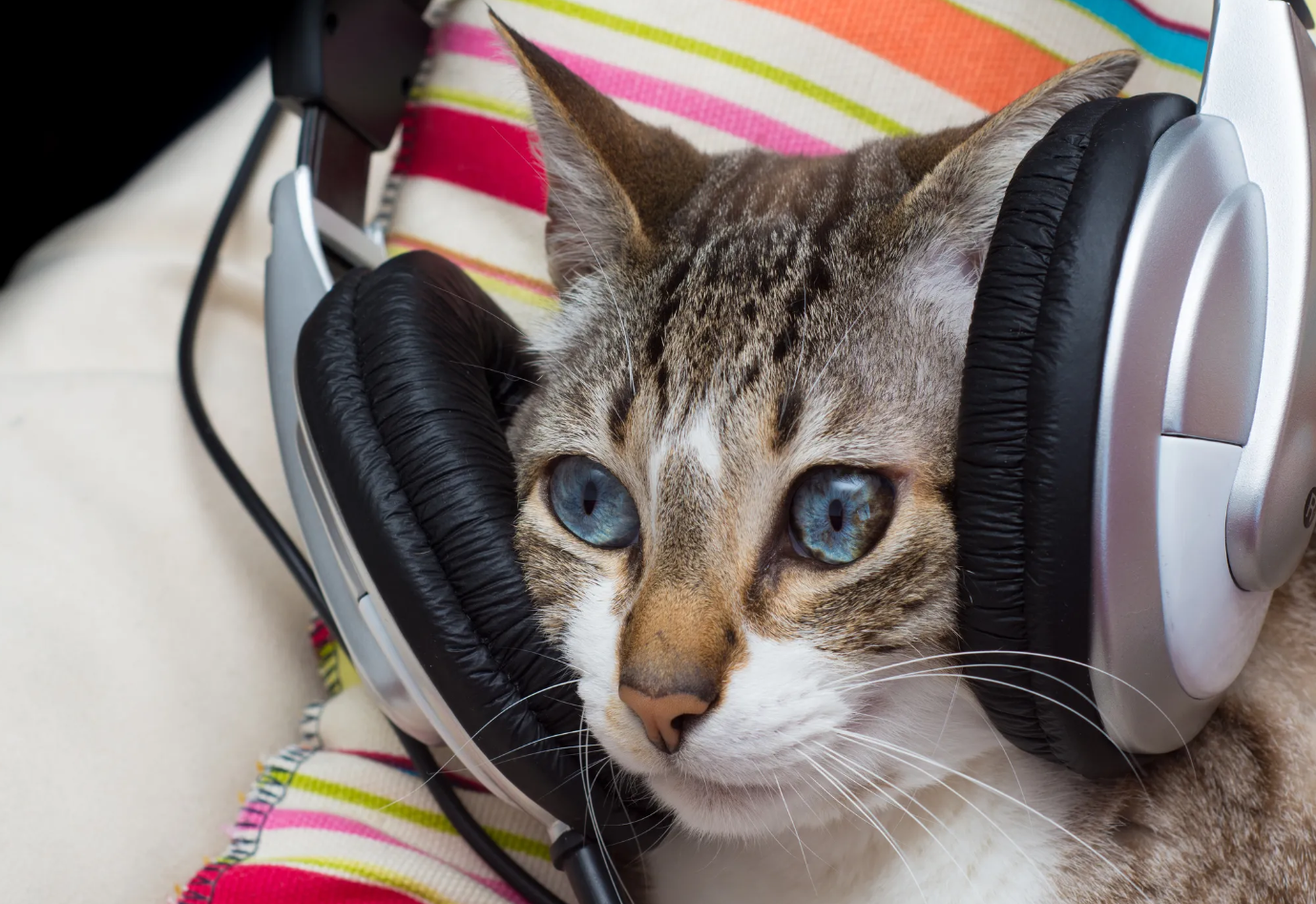 Los gatos tienen su música preferida que ayuda a tranquilizarlos