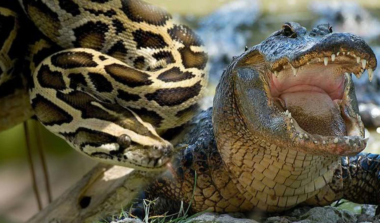 Viral | Cazan a serpiente pitón y le encuentran un caimán en su estómago |  Video | Mundo | La República