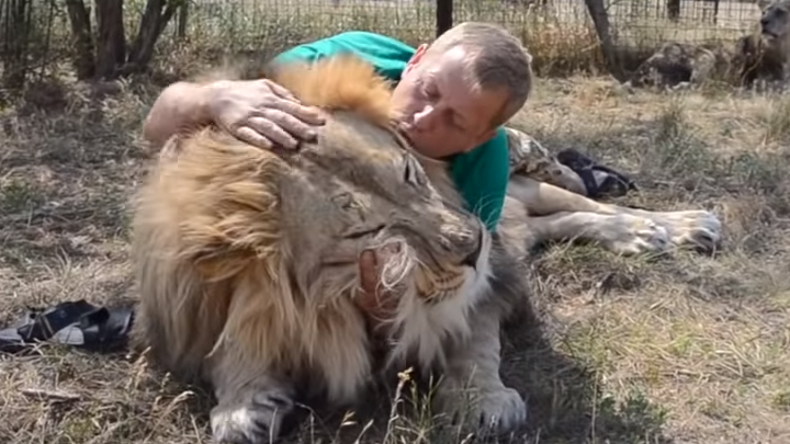 YouTube viral: Domador de leones reta a feroz felino a morder su brazo, sin  imaginar lo que le pasaría | Viral | Video | Yotube | Rusia | Depredador |  México | Oleg Zubkov | Tendencias | La República