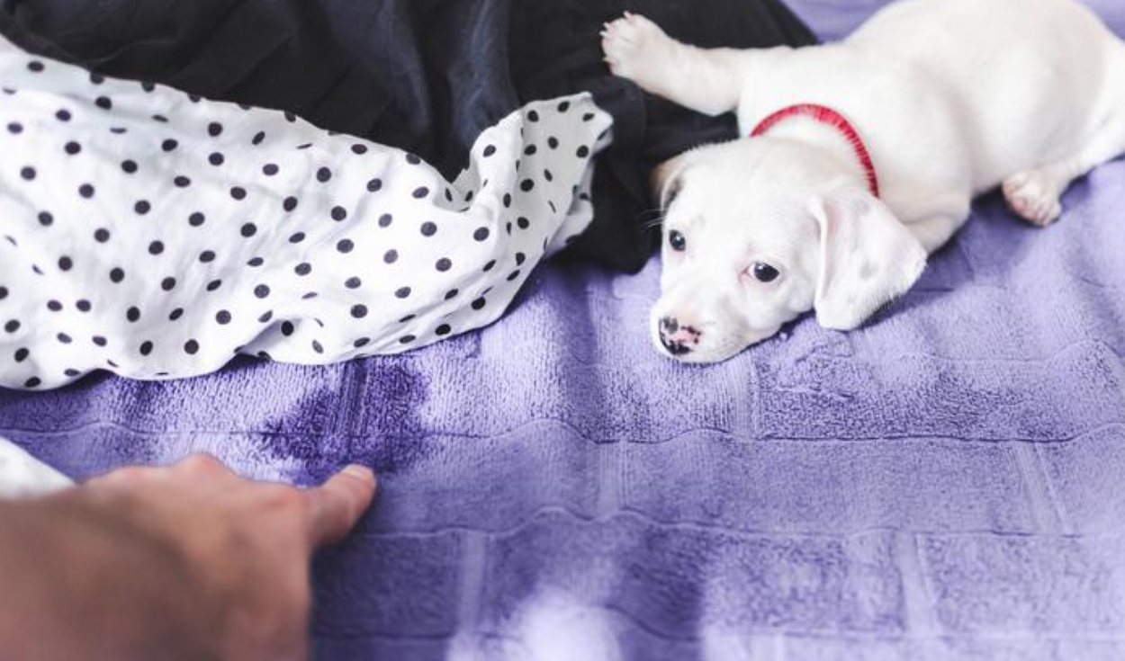 Una de las causas que generen que tu perro orine en tu cama es por estrés