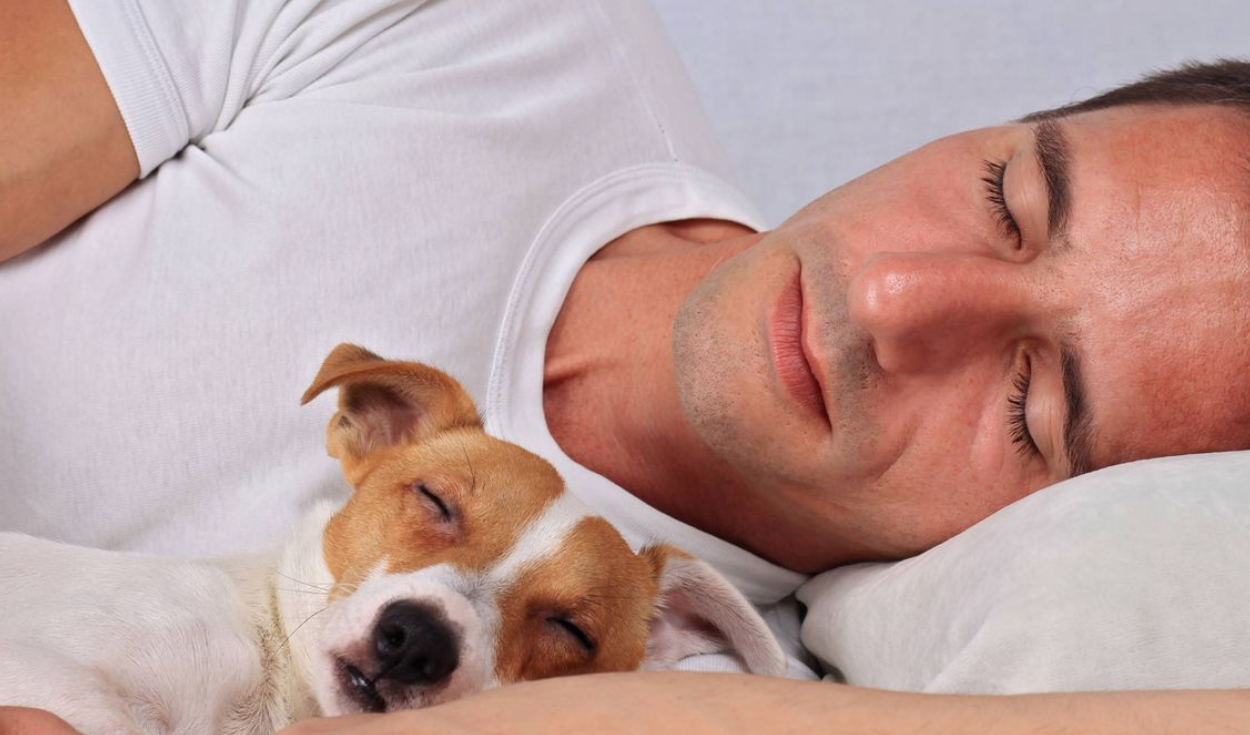 Una de las razones por las que tu perro deseas dormir contigo es porque no le gusta tu cama, según el portal Experto Animal