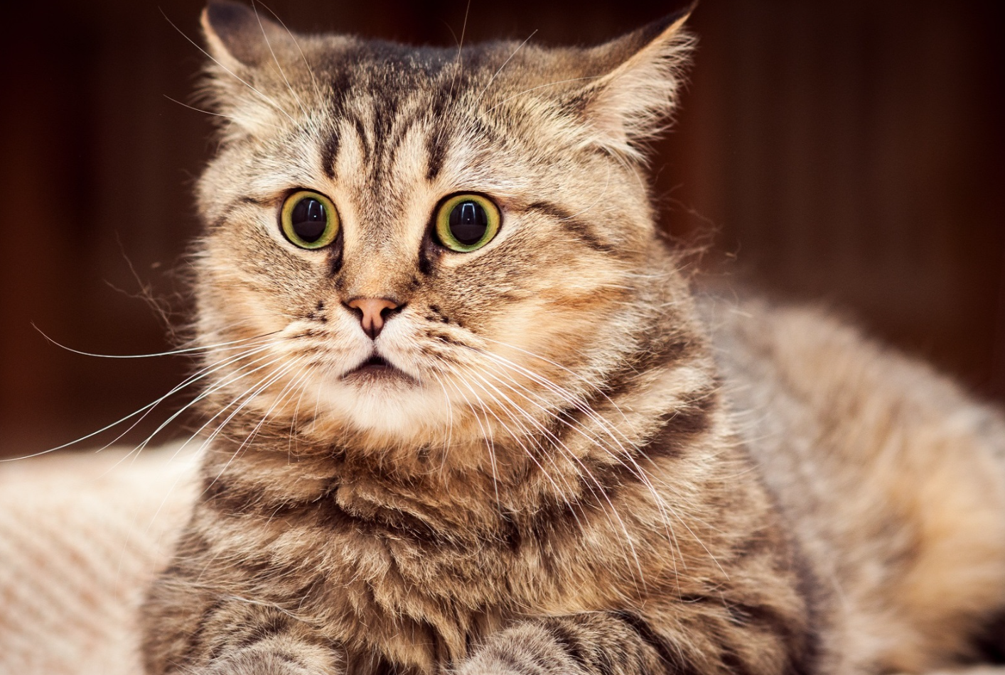 Una canción de David Teie podría cambiar el estado de ánimo de un gato