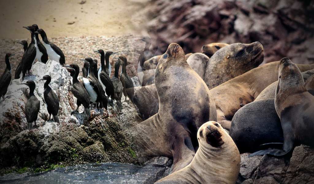 Reserva de Paracas: por qué debemos cuidarla y qué animales estarían en  peligro de extinción | video | Sociedad | La República