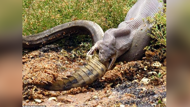 Facebook viral: graban a gigantesca serpiente devorando a enorme cocodrilo  en pocos minutos | Turista | Viral | Australia | Mx | Redes Sociales |  Pitón | Depredador | Tendencias | La República