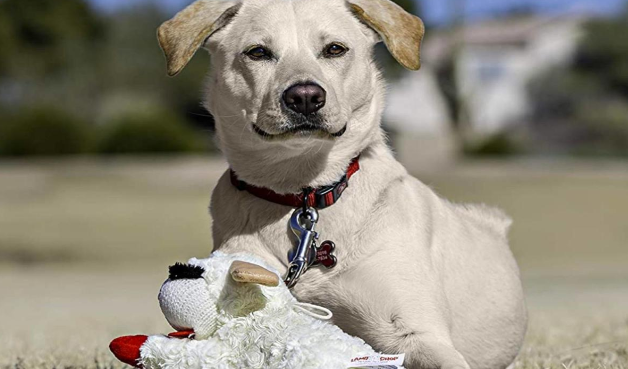 Otorgarle un 'regalo' a un perro u alguna otra distracción podría evitar que este sea demasiado apegado a su dueño.