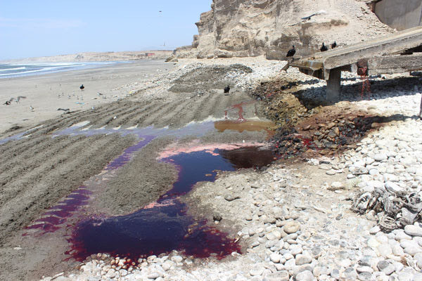 Sangre de animales muertos también son vertidas sobre la playa.