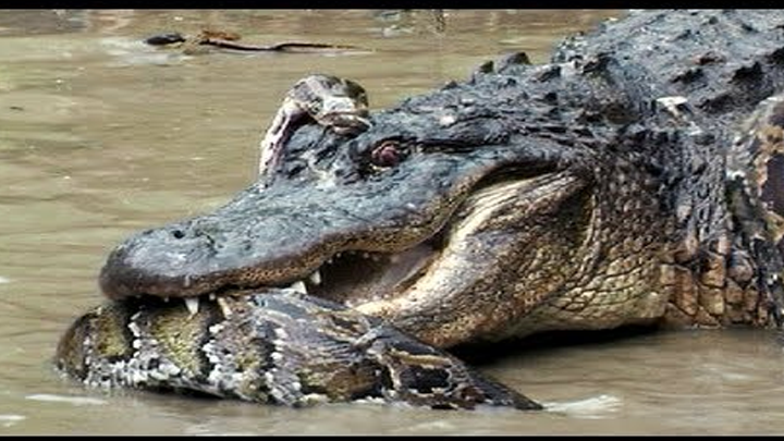 YouTube viral: Turista registra brutal pelea de anaconda abriendo sus  mandíbulas para tragar a enorme cocodrilo | Video | Viral | Reptiles |  Amazonas | Brasil | México | Mx | Tendencias | La República