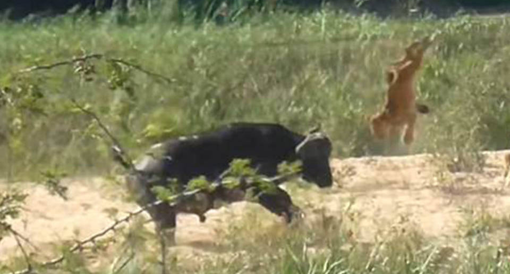 YouTube: búfalo enfrenta a leones a muerte para salvar a un lagarto, pero  el final es inesperado [VIDEO] | Mundo | La República