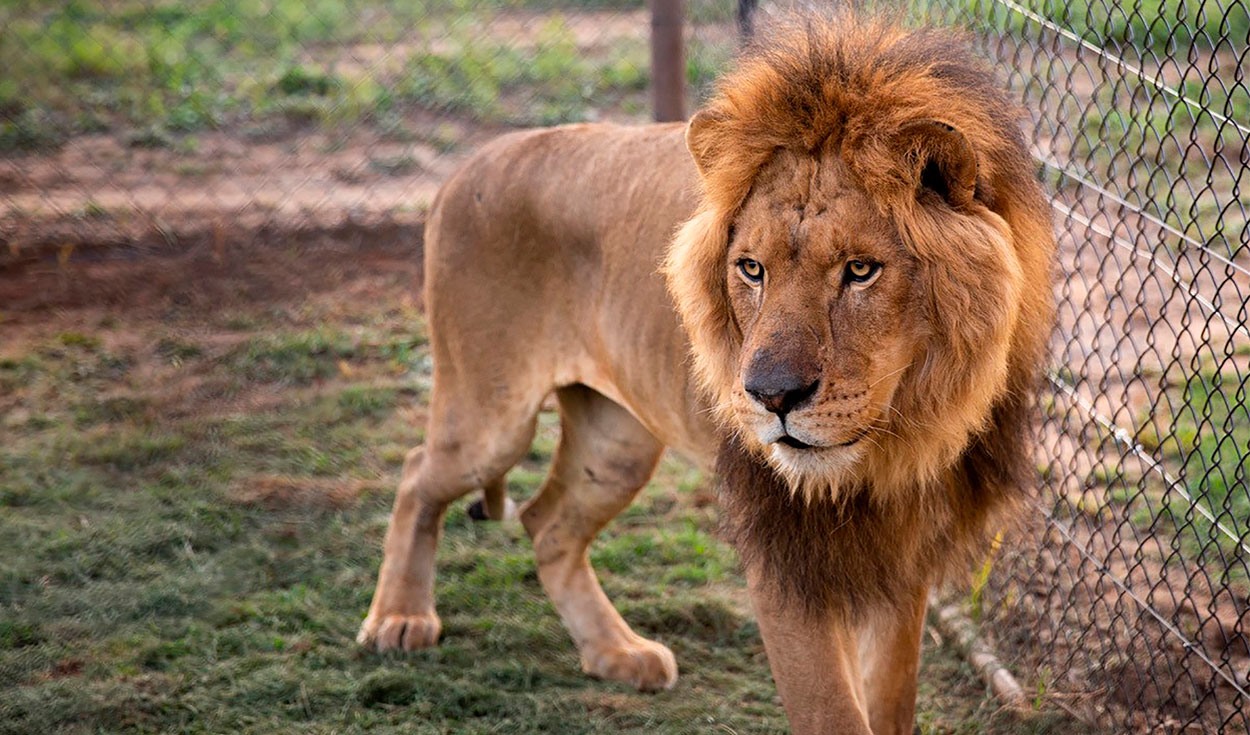 Soñar con leones: conoce el significado de por qué esto ocurre | Respuestas  | La República