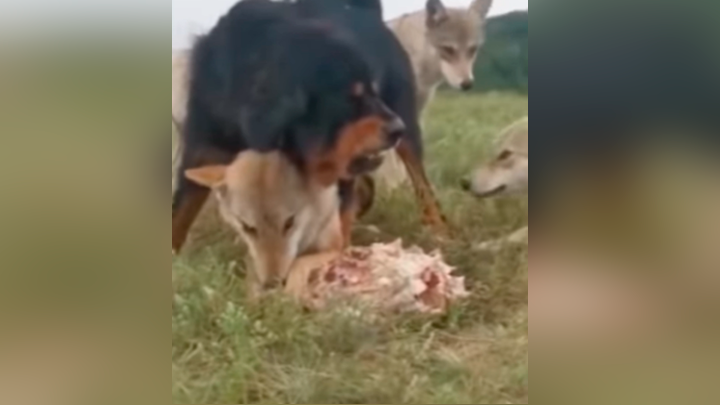 YouTube viral: Perro se enfrenta con lobos hambrientos para que no le roben  el alimento su viejo 'amigo' | Video | Viral | YT | Manada de lobos | Can |  Mastín