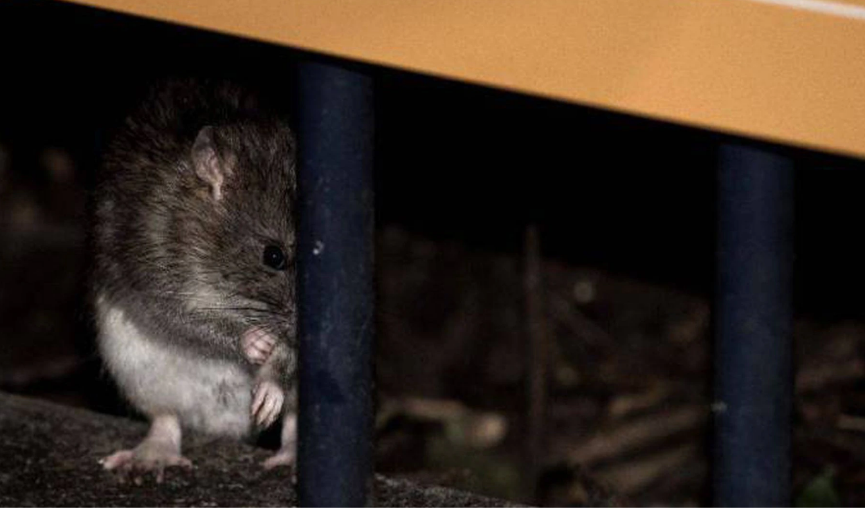 8 remedios NO dañinos para ahuyentar a las ratas de casa