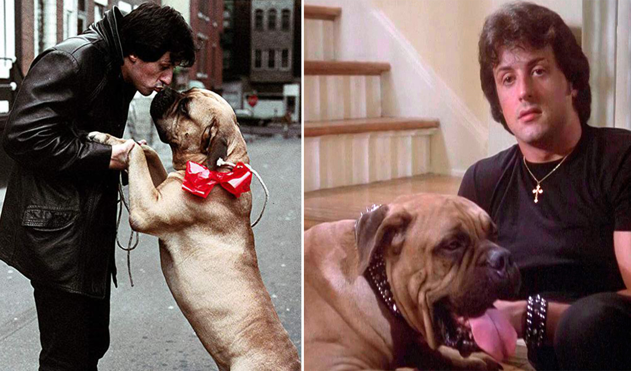 Historia Sylvester Stallone Sylvester Stallone y la historia de su perro Butkus: lo vendió para  sobrevivir a lo recuperó por “Rocky” | Cine y series | La República