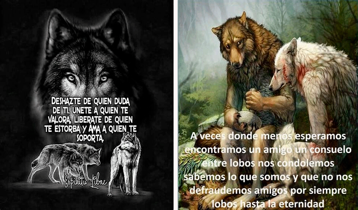 Facebook viral: este es el origen de los memes de lobos que reflexionan |  FB | Redes Sociales | Twitter | | Actualidad | La República