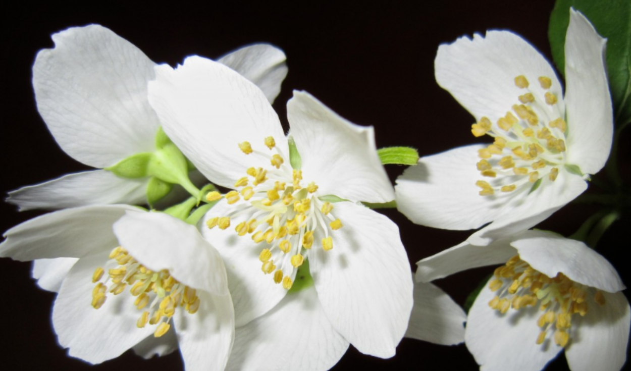 Año Nuevo: conoce las flores que traen la buena suerte y fortuna desde este  1 de enero | Horóscopo | La República