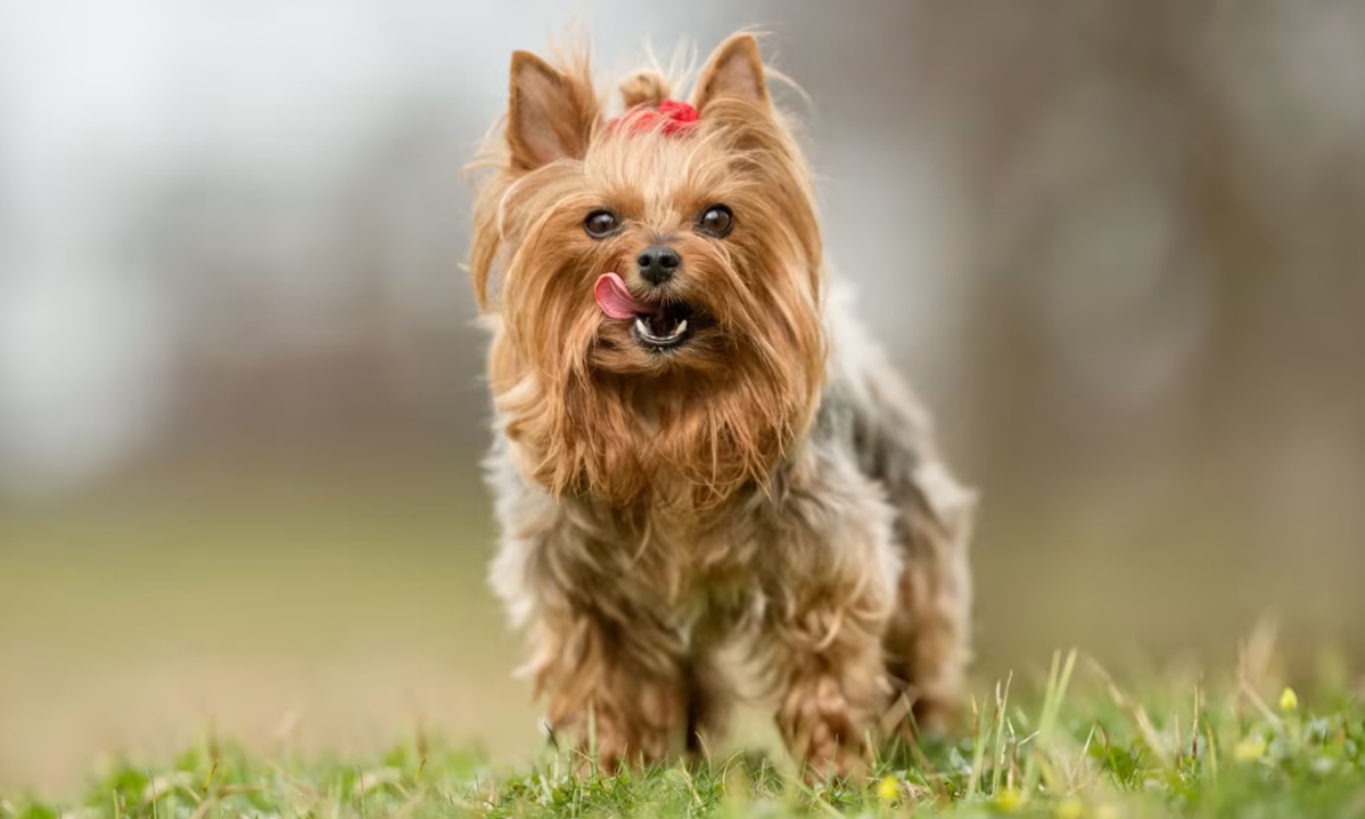 Perro raza yorkshire terrier