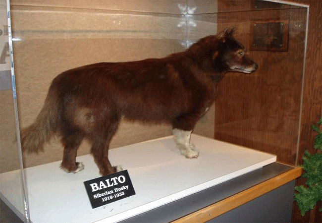 Balto disecado en el Museo de Historia Natural de Anchorage. (Foto: Planeta Vivo)